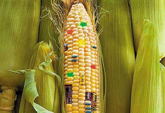 轉(zhuǎn)基因食品普及與新型蛋白質(zhì)接觸的社會影響